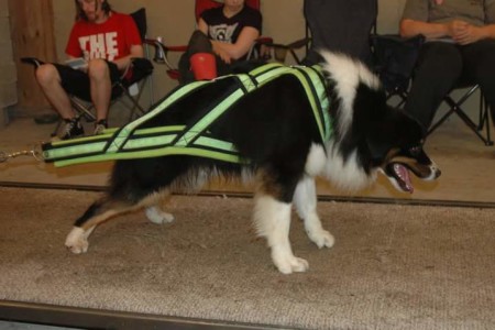 Aussie on rails personal best was 3600lbs who had mulitple best in shows and CH titles on him as well. Photo courtesy of Vicki Palinkas